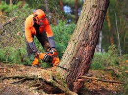 Best Utility Line Clearance  in Riverdale Park, CA