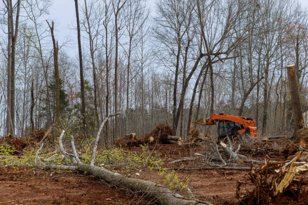 Reliable Riverdale Park, CA Tree Care Solutions