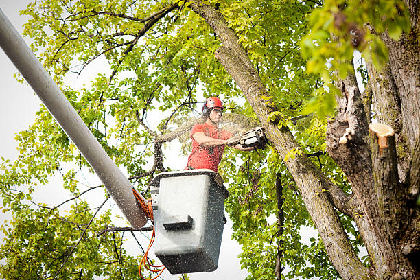 Best Stump Grinding and Removal  in Riverdale Park, CA