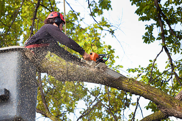 Leaf Removal in Riverdale Park, CA