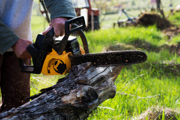 Tree and Shrub Care in Riverdale Park, CA