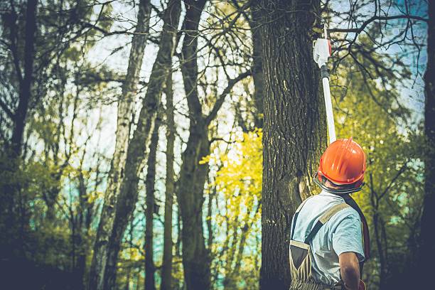 How Our Tree Care Process Works  in  Riverdale Park, CA